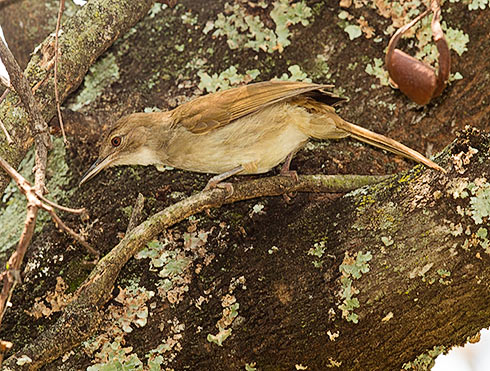 Terrestrial Brownbul